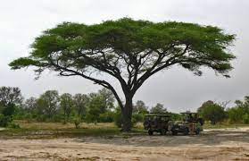 Vachellia sieberiana